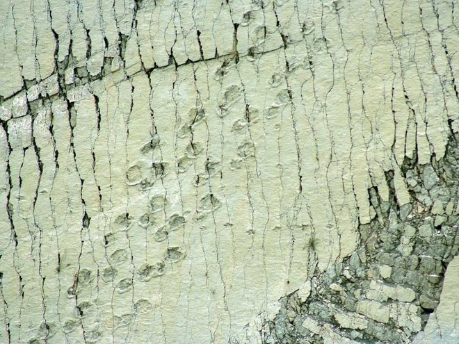 Bức tường đá in dấu 5000 vết chân khủng long - 4