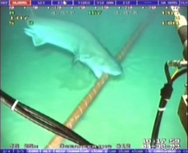 Cá mập cắn đứt mạng internet khiến google phải nâng cấp cáp quang - 1