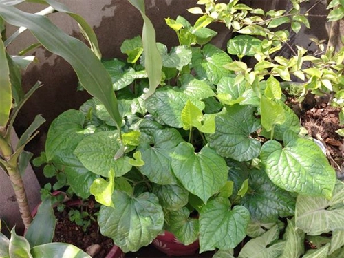 Các loại rau trồng bằng cành mọc nhanh như thổi - 6