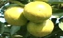 Cách phòng trị sâu đục vỏ trái bưởi - 2