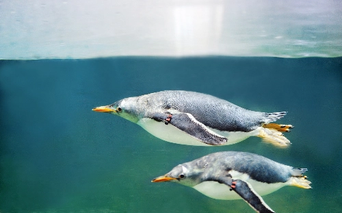 Chim cánh cụt mua vui cho du khách ở phú quốc - 1