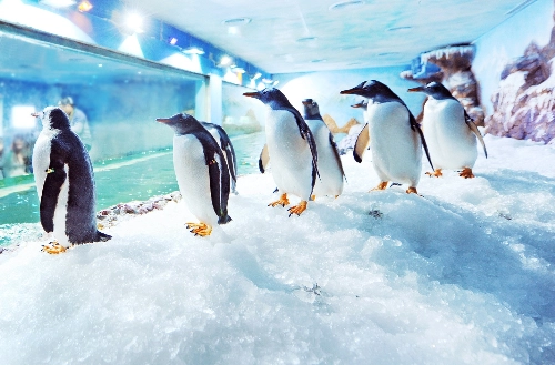 Chim cánh cụt mua vui cho du khách ở phú quốc - 2