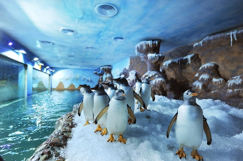 Chim cánh cụt mua vui cho du khách ở phú quốc - 3