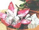 Điệu một chút với trái thanh long - 1