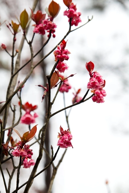 Hoa đào chuông ngân giai điệu mùa xuân - 2