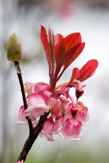 Hoa đào chuông ngân giai điệu mùa xuân - 4
