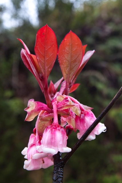 Hoa đào chuông ngân giai điệu mùa xuân - 5