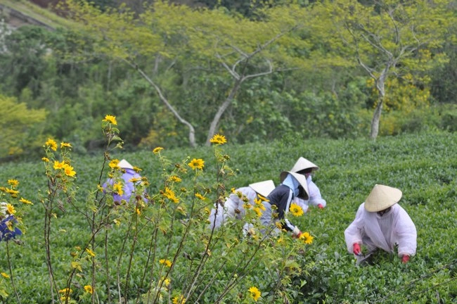 Khám phá và trải nghiệm ngoại ô đà lạt - 7