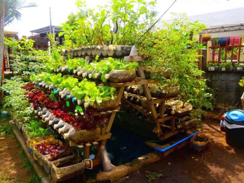 Khu vườn dùng hàng trăm chai nhựa để trồng rau - 4
