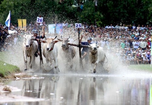 Lễ hội đua bò bảy núi sôi động ở an giang - 2