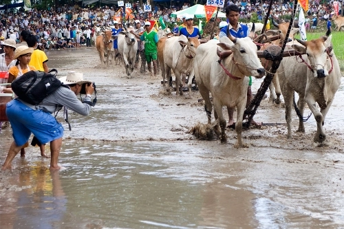Lễ hội đua bò bảy núi sôi động ở an giang - 3