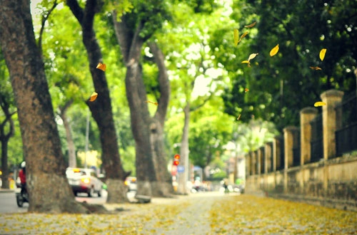 Mùa lá sấu bay hà nội cuốn hút lạ kỳ - 3