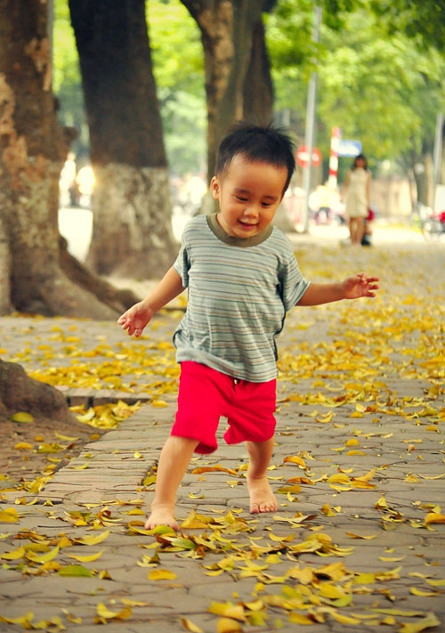 Mùa lá sấu bay hà nội cuốn hút lạ kỳ - 8