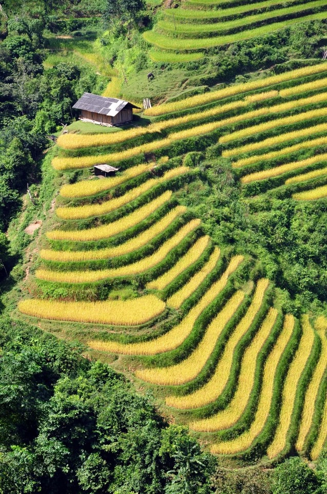 Mùa vàng trên ruộng bậc thang hoàng su phì - 6