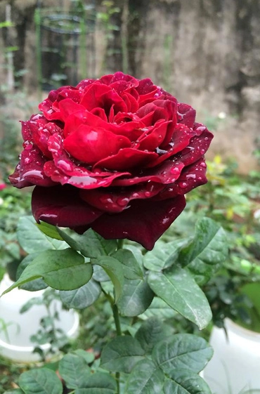 Ngất ngây trước vẻ đẹp của các loại hoa hồng - 2
