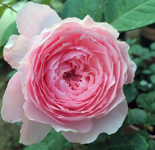 Ngất ngây trước vẻ đẹp của các loại hoa hồng - 3