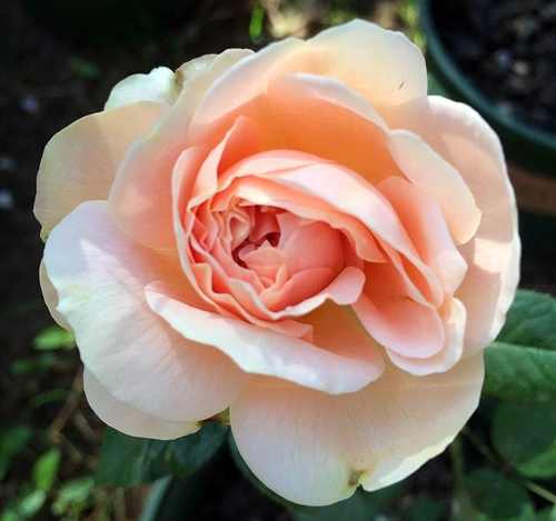 Ngất ngây trước vẻ đẹp của các loại hoa hồng - 4