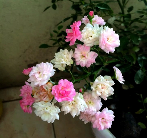 Ngất ngây trước vẻ đẹp của các loại hoa hồng - 6