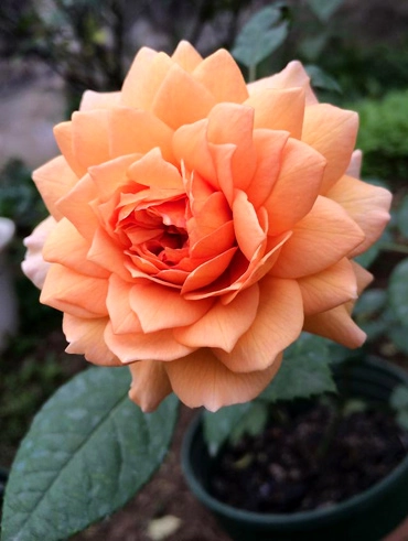 Ngất ngây trước vẻ đẹp của các loại hoa hồng - 7
