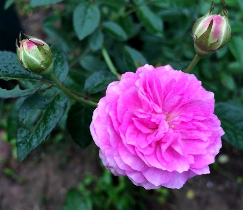 Ngất ngây trước vẻ đẹp của các loại hoa hồng - 8