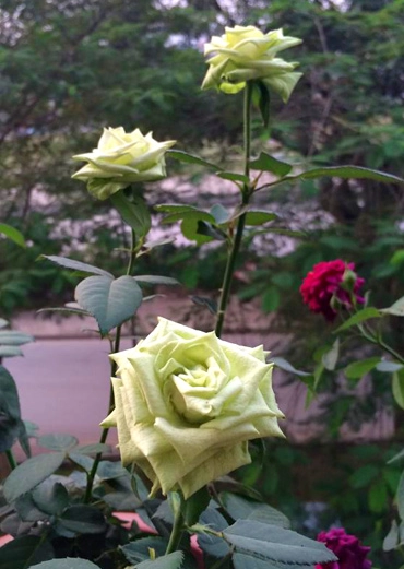 Ngất ngây trước vẻ đẹp của các loại hoa hồng - 9