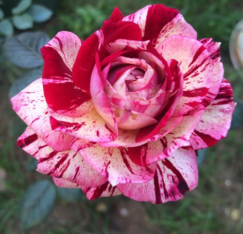 Ngất ngây trước vẻ đẹp của các loại hoa hồng - 11