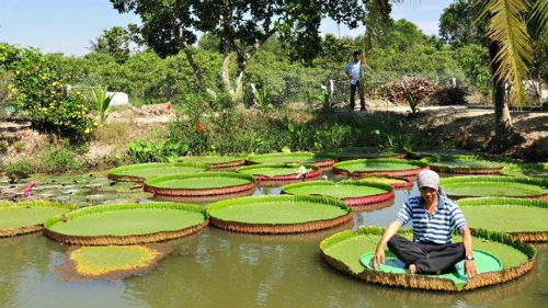 Ngôi chùa trồng loài sen lớn nhất thế giới ở việt nam - 1