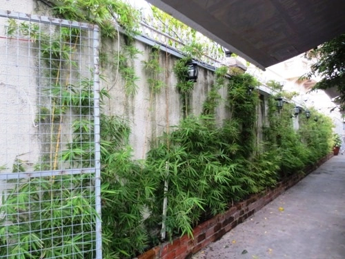 Nhà mát rượi nhờ mảng tường cây xanh - 8