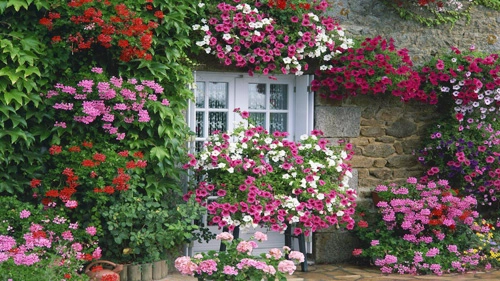 Những ngôi nhà rực rỡ sắc màu nhờ các giỏ hoa - 3