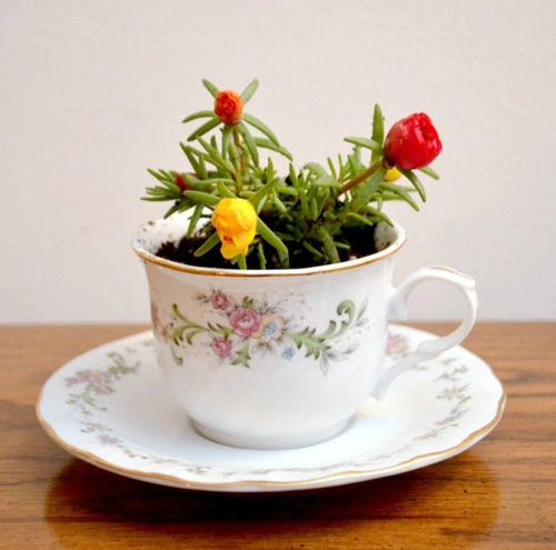 Tận dụng tách trà để trồng cây cất nữ trang - 5