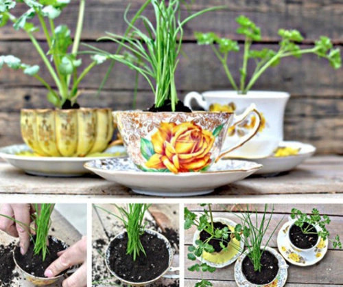 Tận dụng tách trà để trồng cây cất nữ trang - 1