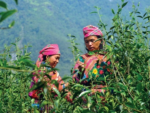 Tây côn lĩnh nóc nhà đông bắc - 2