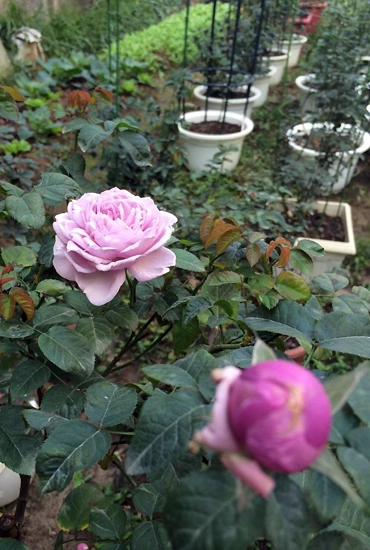 Trăm loại hồng khoe sắc trong khu vườn đô thị - 4