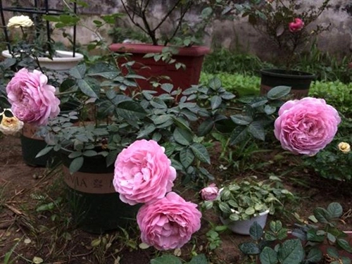 Trăm loại hồng khoe sắc trong khu vườn đô thị - 8