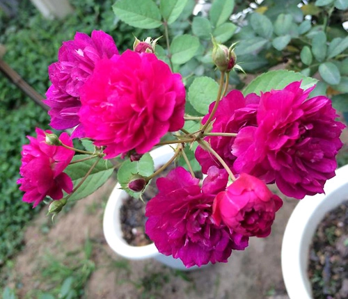 Trăm loại hồng khoe sắc trong khu vườn đô thị - 12