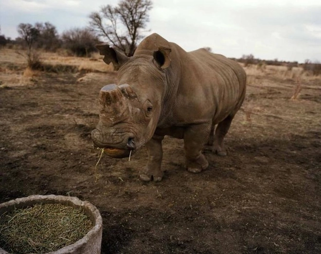 Trang trại nuôi tê giác lấy sừng lớn nhất thế giới - 3