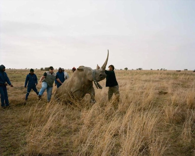Trang trại nuôi tê giác lấy sừng lớn nhất thế giới - 4
