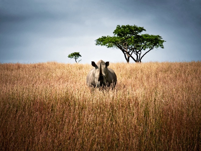 Trang trại nuôi tê giác lấy sừng lớn nhất thế giới - 7