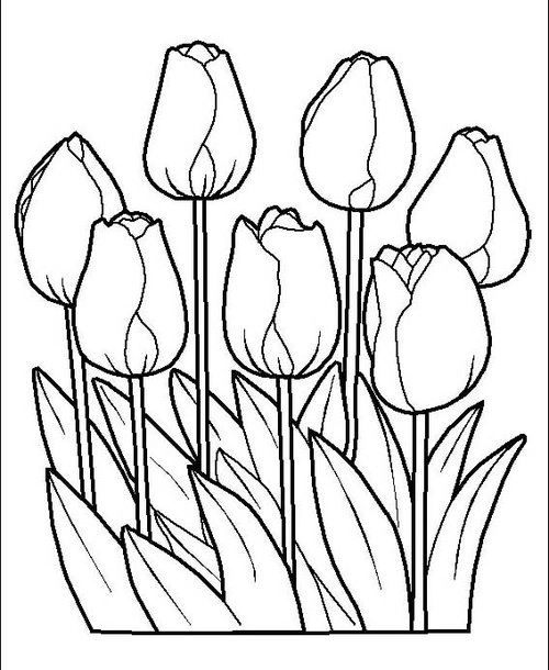 Tranh tô màu những bông hoa tulip - 1