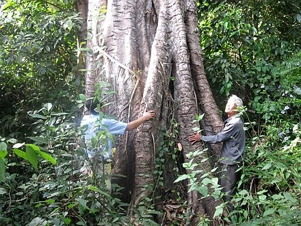 Truyền thuyết về rừng loạn luân - 2