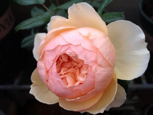 Vẻ đẹp khó cưỡng của các loại hoa hồng - 7