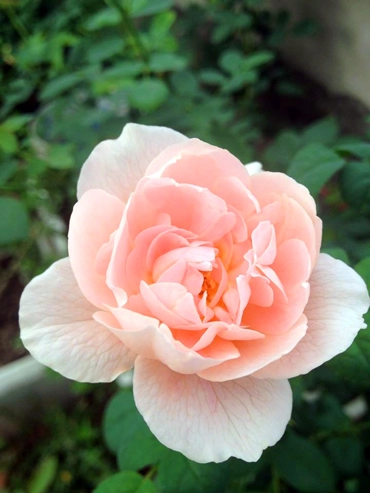 Vẻ đẹp khó cưỡng của các loại hoa hồng - 11