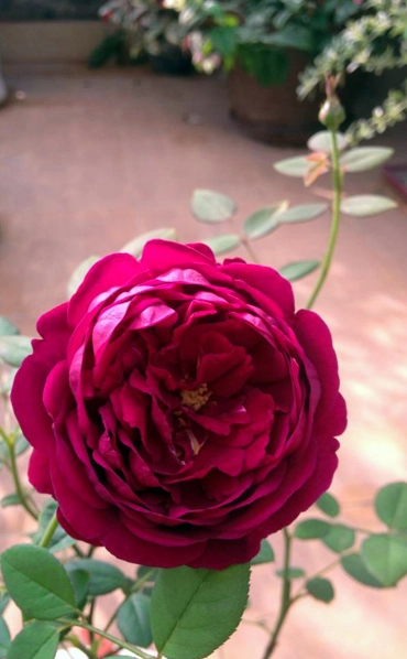 Vẻ đẹp khó cưỡng của các loại hoa hồng - 12