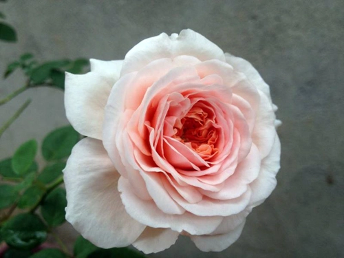 Vẻ đẹp khó cưỡng của các loại hoa hồng - 13