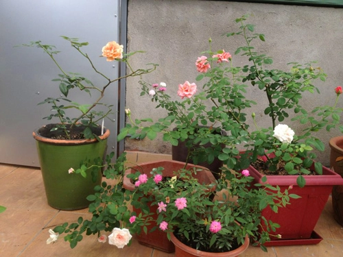 Vườn hồng khoe sắc trên sân thượng - 3
