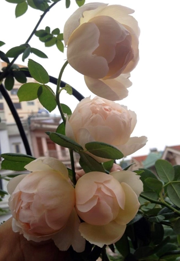 Vườn hồng khoe sắc trên sân thượng - 5
