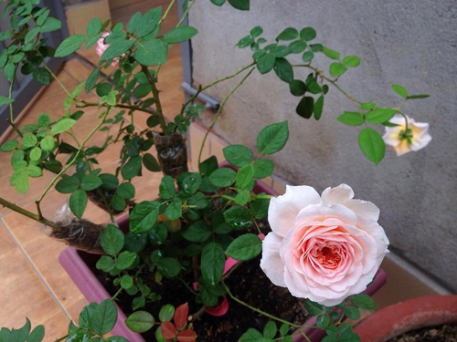 Vườn hồng khoe sắc trên sân thượng - 6