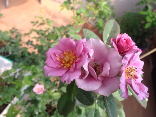 Vườn hồng khoe sắc trên sân thượng - 8