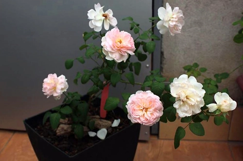 Vườn hồng khoe sắc trên sân thượng - 9