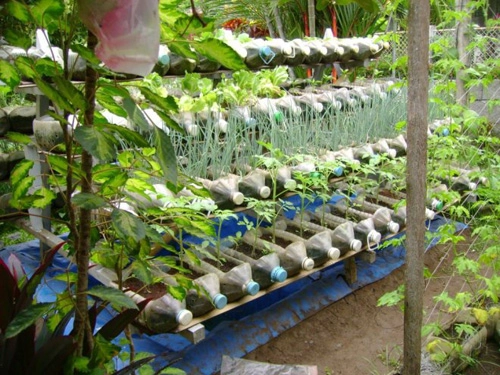 Vườn rau từ hàng trăm chai nhựa - 4